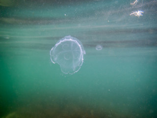 jellyfish