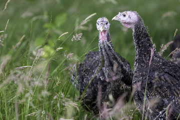 Zwei junge Bronzeputen auf grüner Wiese in Freilandhaltung