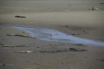 great blue Heron at the estuary standing  in the sand  near water during low tide, side view 
