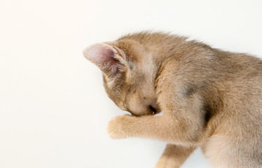 little cute Abyssinian kitten washes isolated