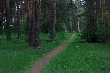 Path in the forest