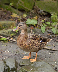 Close up of young female mallard duck, Anas platyrhynchos standing on rocks. Vertical.