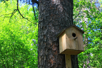 Birdhouse on the tree