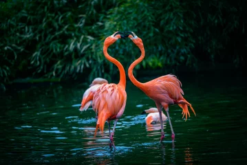 Fotobehang Twee Caribische Flamingo& 39 s in gevecht © Nick Fox