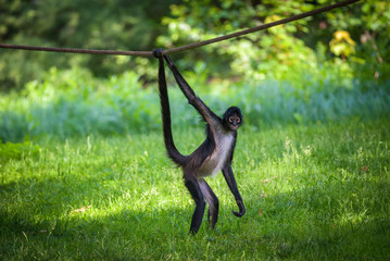 Portrait of Geoffroy's Spider Monkey