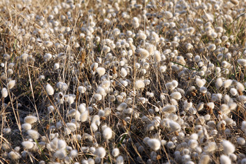 Fleur queue de lapin