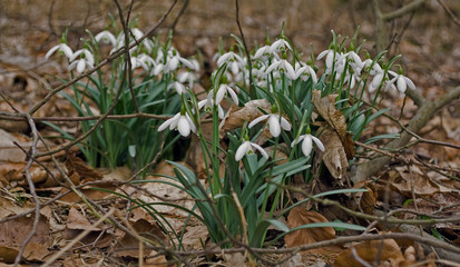 tief im Wald entdeckt..., 