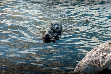 Femelle phoque commun s'occupe de son petit qui est née quelque jour avant © Christian Renaud