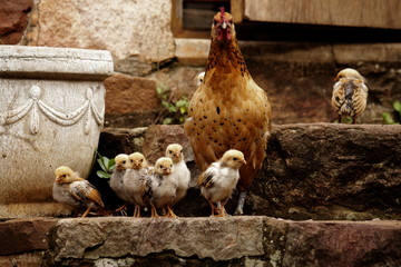 A hen and her Chicks