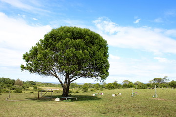 Showjumping Arena Tree