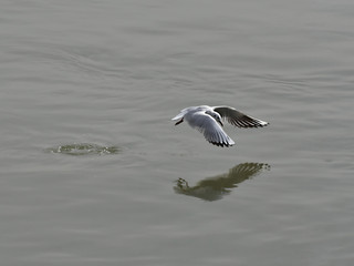 Seagull flying over the river - freedom concept
