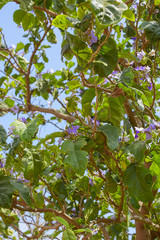 nightshade - Giant Potato tree