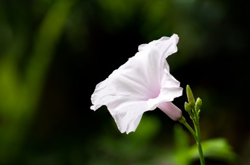 Fototapeta na wymiar Blooming Violet flowers on nature background