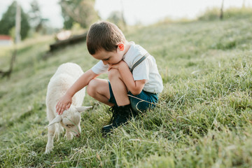little boy playing with a lamb in a field  - 210829232