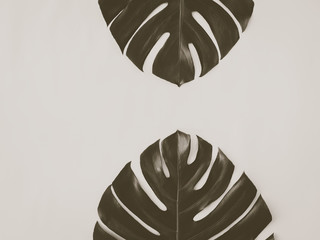 Two monstera leaves on the wooden background. Trendy and moody toning. Minimal concept