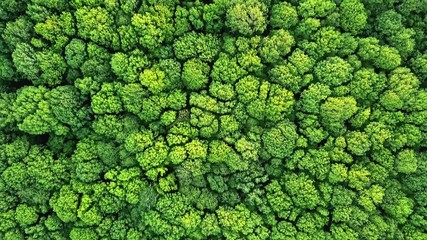 Aerial panoramic video from drone in 4K, a bird's eye view to the forest with green trees and bushes. Panoramic slow video forward movement