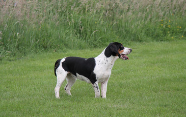 A Very Smart Basset Hound Hunting Dog.