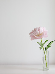 Beautiful pink peony flower in the vase on the white background. Cosy home concept. White room background. Copy space for your text