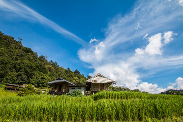 rice terrace in Thailand