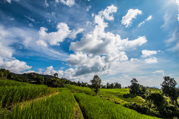 Fototapeta na wymiar rice terrace in Thailand