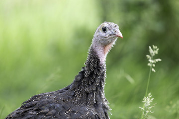 Junge Bronzepute auf gr&uuml;ner Wiese in Freilandhaltung