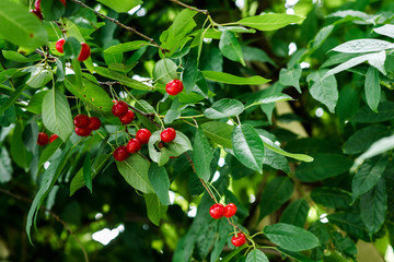 Cherries in the garden