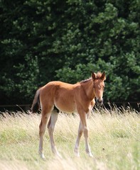 Naklejka na ściany i meble beautiful brown horse foal is standing on a paddock in the sunshine