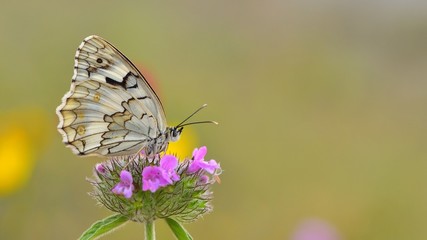 Obraz premium Melanargia larissa 25
