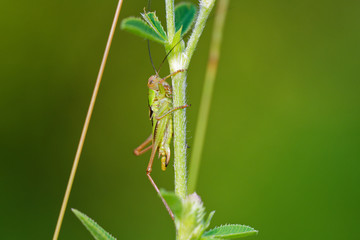 Green grasshopper in its natural environment, Danubian wetland, Slovakia, Europe