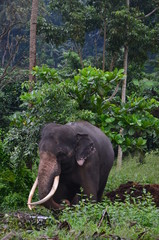 Fototapeta premium sri lanka