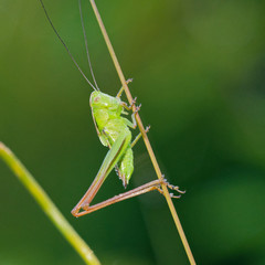 Green grasshopper in its natural environment, Danubian wetland, Slovakia, Europe