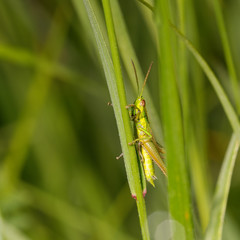 Green grasshopper in its natural environment, Danubian wetland, Slovakia, Europe