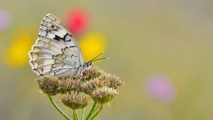  Melanargia larissa  26
