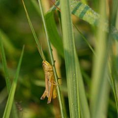 Green grasshopper in its natural environment, Danubian wetland, Slovakia, Europe