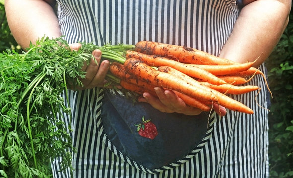woman harvesting carrots in the garden