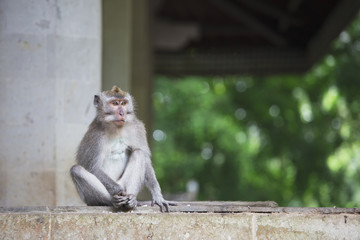 Fototapeta premium Long tailed macaque in sacred monkey forest in Ubud,Bali,Indonesia