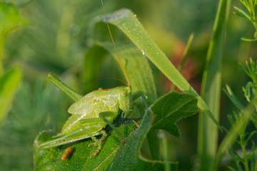 Green grasshopper in its natural environment, Danubian wetland, Slovakia, Europe