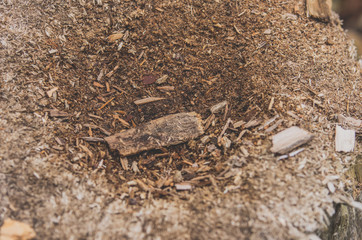 Old crushed stump