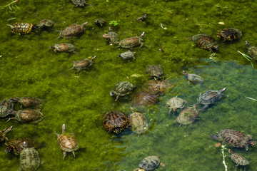 Caretta Caretta Turtles in Mamure Castle Water Ditch in Anamur, Turkey