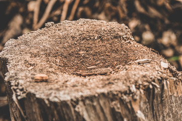 Old crushed stump