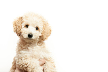 beige poodle puppy on a white background
