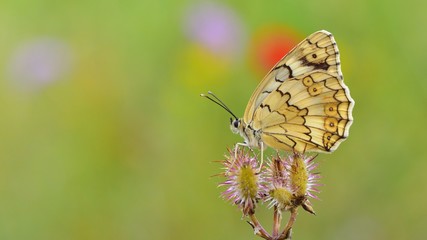 Melanargia larissa  36