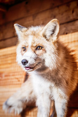 Portrait of golden fox