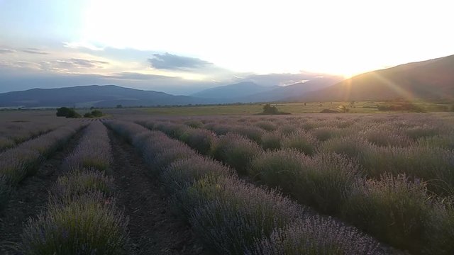 Lavender field sunset time lapse