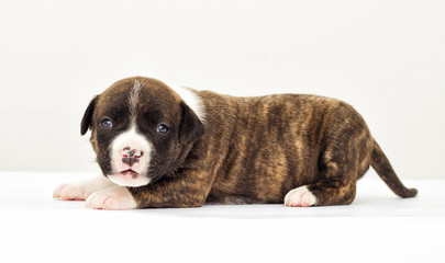little puppy on a white background