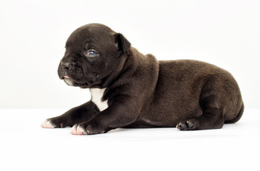 little puppy of an American Staffordshire terrier on a white background