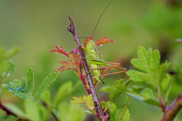 Green grasshopper stands on bush twig in morning field, Slovakia wetland, Slovakia, Europe