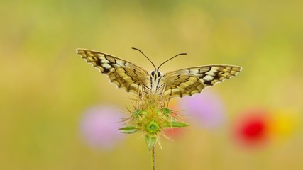 Melanargia larissa  64