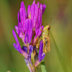 Green grasshopper stands on bush twig in morning field, Slovakia wetland, Slovakia, Europe
