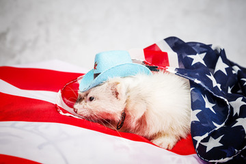 Little cute ferret on the USA flag